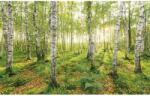 Komar nemszőtt fotótapéta Birch Trees 400 cm x 250 cm