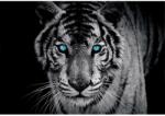  Fotótapéta kék szemű tigris 254 cm x 184 cm / 2 részes (153P4)