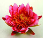 Ubbink Selyemvirág, pink tavirózsa, 16 cm (1389447)