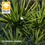 Sun-Life Stratiotes aloides / Kolokán ( 227 ) (TN000227) - koi-farm