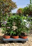 Ragyogás IM Kft Golgotavirág- Passiflora