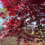  Vérpiros japán juhar - Acer palmatum 'Atropurpureum