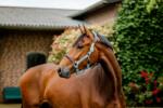 Horseware Ireland Signature Competition kötőfék, "Brown, Blue & Haze" - Full