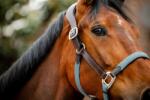 Horseware Ireland Signature Braided kötőfék, "Brown, Navy & Blue Haze" - Full