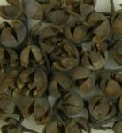 Minikek Szárazvirág termés - Sötétbarna Tulipán termés - Extra nagy csomag - 0015