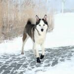 TRIXIE Cipő kutyák számára - WALKER ACTIVE 2db, XL