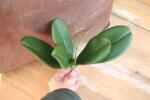 Minikek Zöld levél real touch orchidea