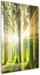  Wallmuralia. hu Akril üveg kép Sun az erdőben 50x125 cm 4 fogantyú