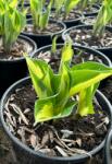 Ragyogás IM Kft árnyékliliom Whirlwind-hosta Fortunei Whirlwind 2.7 L