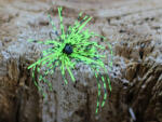 Rapture TG Finesse Rub Jig 2, 3gr #01 Chart-Pepper Szoknyás Jig (188-27-013)