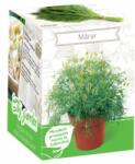 Yurta Kit Plante Aromatice Marar (HCTA01831)