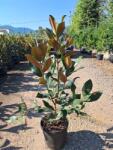 Ragyogás IM Kft Fehér Virágú örökzöld Magnólia Bokor-magnolia Grandiflora Gallisoniensis Bush - plantstore - 23 500 Ft
