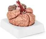 Physa Emberi agy modell - 9 szegmens - életnagyságú (PHY-BM-1)