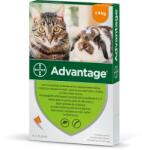 Advantage bolha elleni spot-on 4kg alatti macskáknak 1x0, 4ml