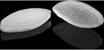 Silikomart Foglia levél 110x50mm - Silikomart (71.913.86.0096)