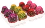 Ibh Gömb Kaktusz Színes Cs: 9cm Echinocactus Rainbow Mix