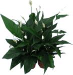 Ibh Vitorlavirág Cs: 12cm Spathiphyllum