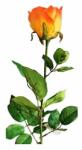 4-Home Trandafir artificial, portocaliu, 69 cm