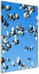  Wallmuralia. hu Akril üveg kép A galambok az égen 60x120 cm 2 fogantyú