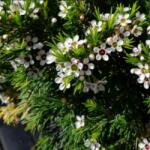  Waxflower waxvirág törzses 17 cm-es cserépben, kb. 40 cm magas ( mediterrán növény)