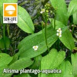 Sun-Life Alisma plantago-aquatica / Vízi hidőr (7) (TN00007) - aqua-farm