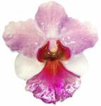 World Enchanting Flower Series: Orchid - 1 Oz - ezüst gyűjtői érme