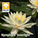 Sun-Life Nymphaea Inner Light (INN) (TN00INN) - koi-farm