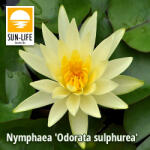 Sun-Life Nymphaea Odorata sulphurea ( ODO ) (TN00ODO) - koi-farm