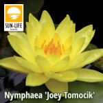 Sun-Life Nymphaea Joey Tomocik (TN00YOE) - koi-farm