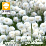 Sun-Life Eriophorum angustifolium / Keskenylevelű gyapjúsás ( ) (TNERIANG) - koi-farm