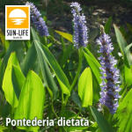 Sun-Life Pontederia dietata (98) (TN00098) - koi-farm