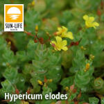 Sun-Life Hypericum elodes / Mocsári orbáncfű (51) (TN00051) - koi-farm