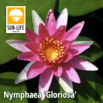 Sun-Life Nymphaea Gloriosa (GRI) (TN00GRI) - koi-farm