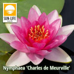 Sun-Life Nymphaea Charles de Meurville ( CHA ) (TN00CHA) - koi-farm