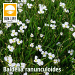 Sun-Life Baldelia ranunculoides / Bogláros kishídőr (10) (TN00010) - koi-farm