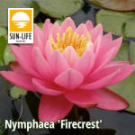 Sun-Life Nymphaea Firecrest (FIR) (TN00FIR) - koi-farm