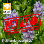Sun-Life Vízijácint / Eichhornia crassipes (221) (TN00221) - aqua-farm