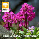 Sun-Life Primula rosea Grandiflora (103) (TN00103) - aqua-farm