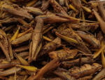trópus Trópus Dried Grasshopper - kiegészítő eleség (szárított szöcske) rágcsálók, madarak, sünik és hüllők részére (40g)