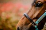 Horseware Ireland Signature Competition kötőfék, "Brown, Blue & Haze" - Cob