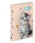 Oxybag Kitty cicás füzetbox - A4 - OXY BAG (IMO-KPP-3-74023) - lurkojatek