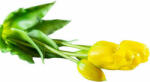  5 szálas sárga tulipán csokor (5-szalas-sarga-tulipan-csokor)
