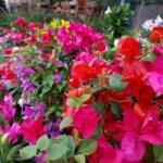  Bougainvillea murvafürt 17 cm-es cserépben törzses, (mediterrán növény) több színben