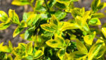  Sárgatarka kúszó kecskerágó - Euonymus fortunei 'Emerald'n Gold' - Konténeres