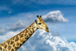 Dimex Vlies Fotótapéta - Giraffes in Kruger park - 375x250 cm (MS-5-0448)
