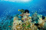 Dimex Vlies Fotótapéta - Coral tropical reef - 375x250 cm (MS-5-0533)