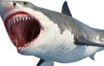 Dimex Vlies Fotótapéta - White shark - 375x250 cm (MS-5-0535)