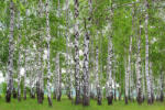Dimex Vlies Fotótapéta - Spring birch grove - 375x250 cm (MS-5-1888)