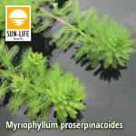 Sun-Life Myriophyllum proserpinacoides / Süllőhínár (84) (TN00084)