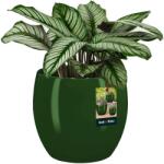 Kotarbau Ghiveci De Flori Din Ceramică Smălțuită Plante Verzi 19 Cm (r088)